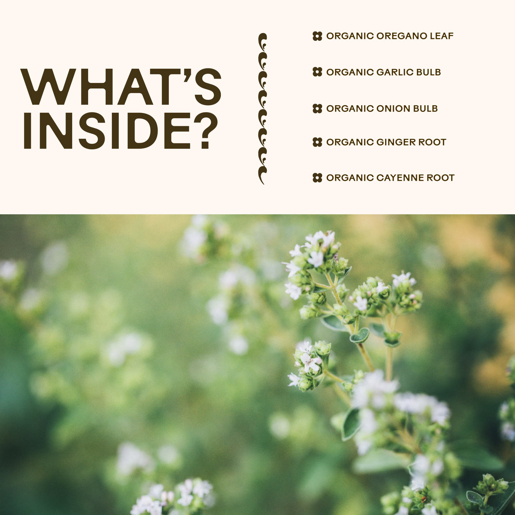 CopyofOreganoDailyWellness-04.png