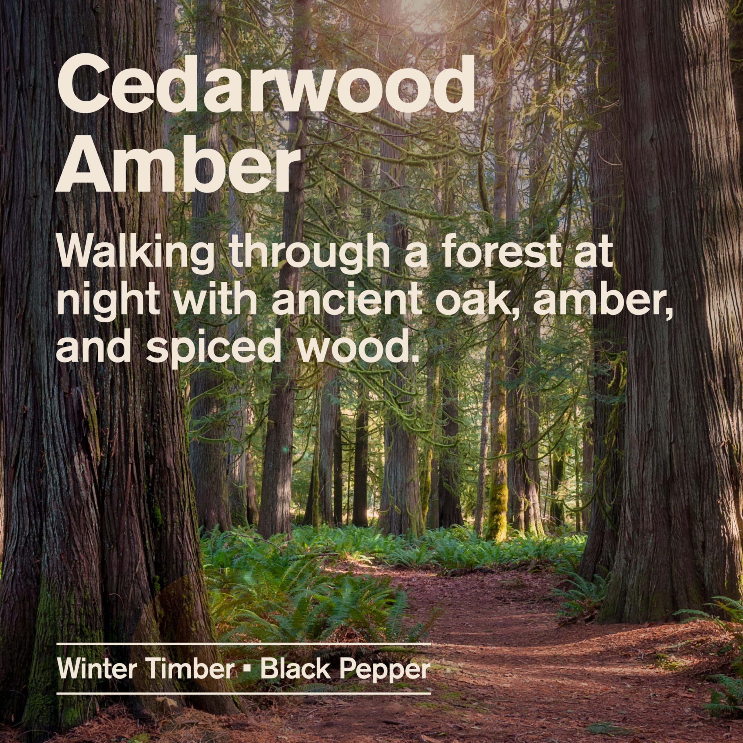 Every_Man_Jack_Body_Wash_Cedarwood_Amber_Alt_Image_2-3.jpg