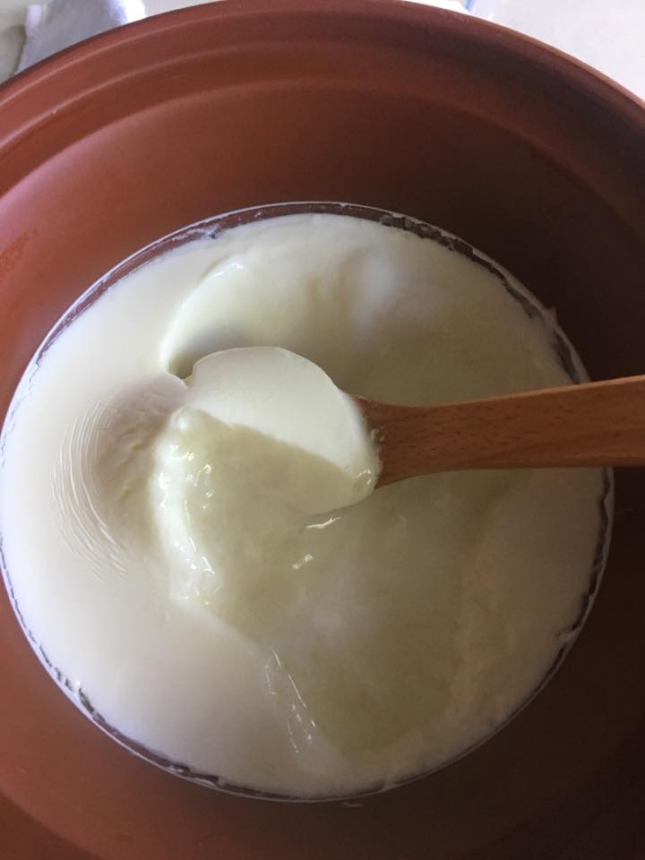 Fresh-yogurt-in-clay-no-heat-up-milk-needed_37cdbee0-45ba-42f8-8108-19287324f7ce.jpg