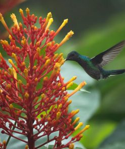 Forest and Biodiversity Protection