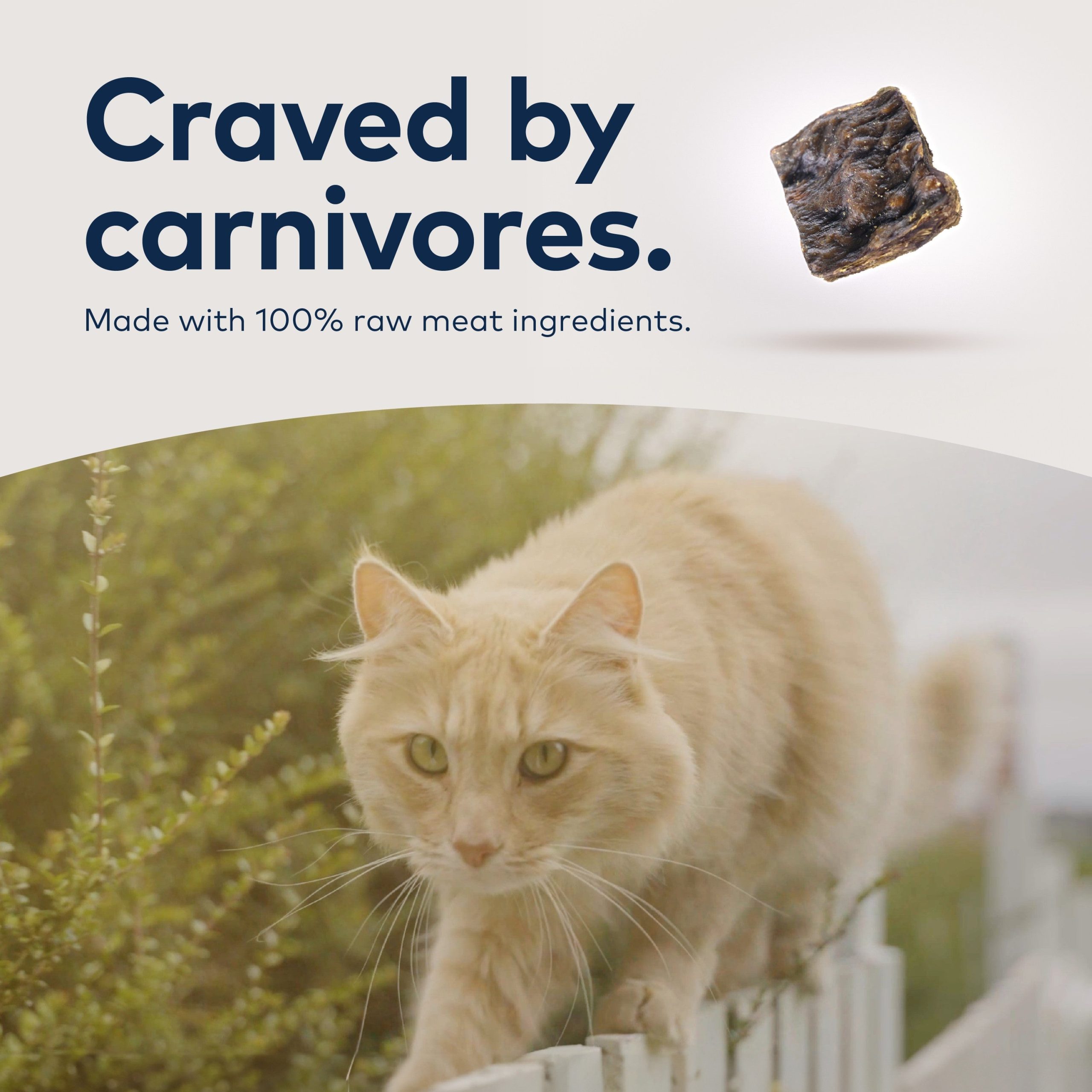 ZIWI_ZIWIPeakAir-DriedCatFood_Chicken_2.2lb_PT06.jpg