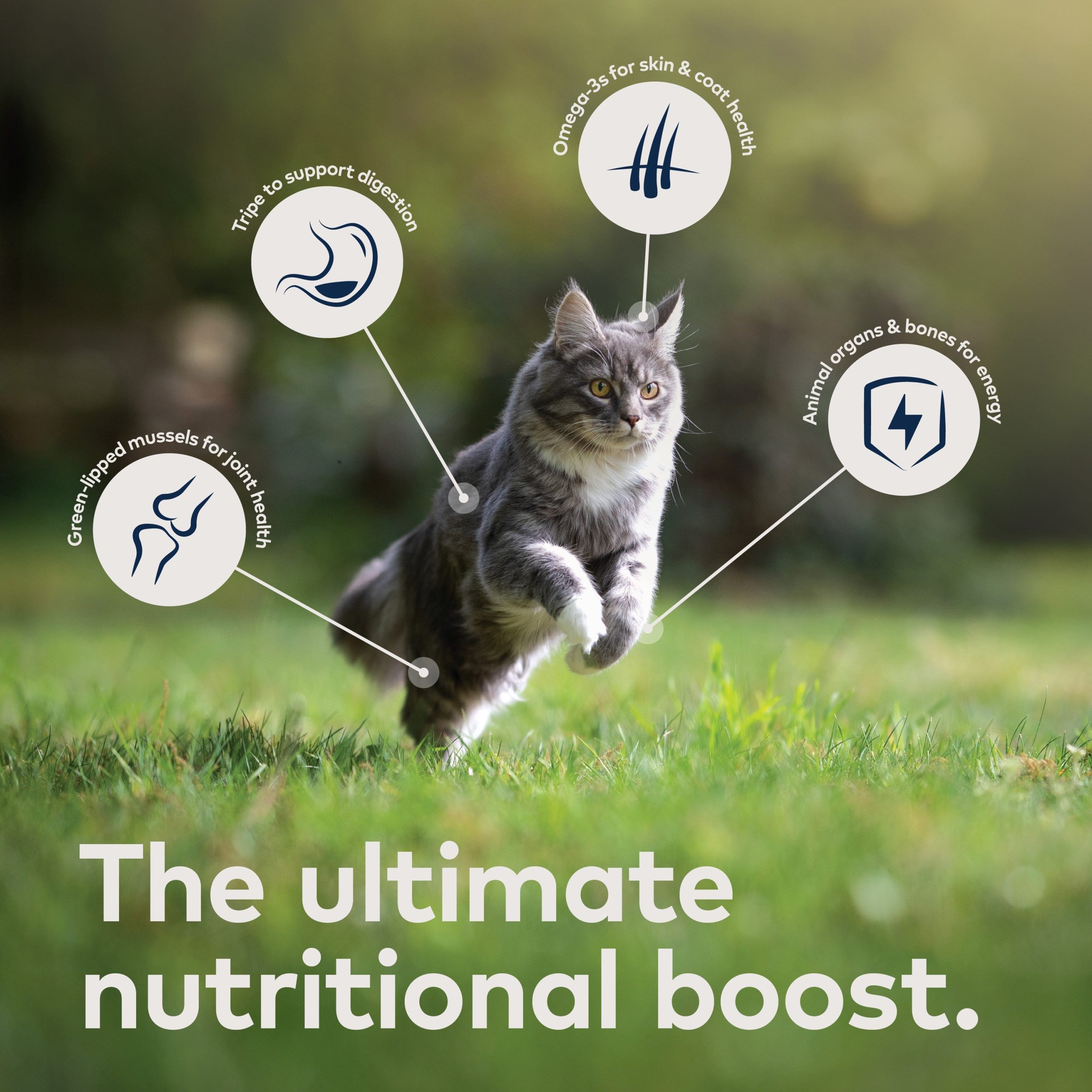 ZIWI_ZIWIPeakCannedWetCatFood_Mackerel_Lamb_6.5oz_PT03.jpg