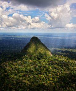 Safeguard Critical Rainforest Habitat