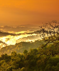 Protect the Brazilian Rainforest